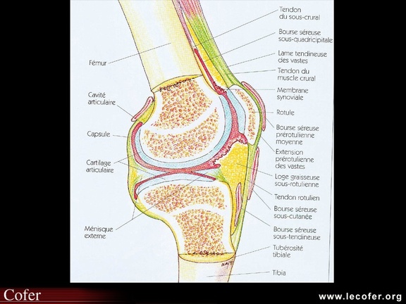 Coupe anatomique du genou. Anatomie du genou / genou